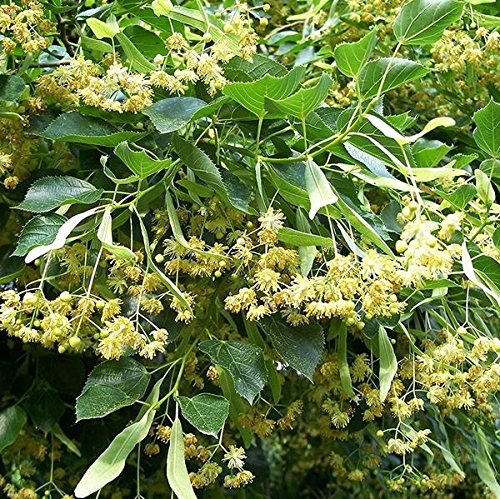 American Linden Tree Seeds (Tilia Americana) Packet of 2 Seeds
