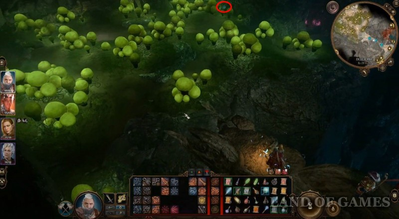Dobroshroom in Baldur's Gate 3: who to give it to and where to find the mushroom picker